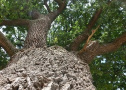 Quercus robur / Kocsányos tölgy
